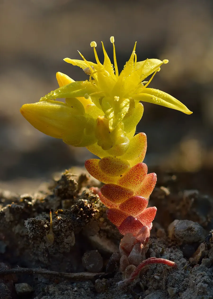 The Sedum acre card