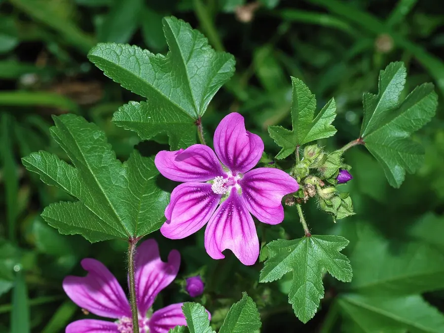 The Malva sylvestris card