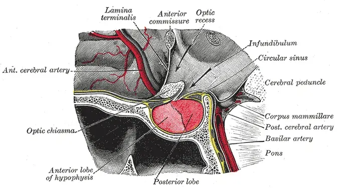 The Pituitary gland card