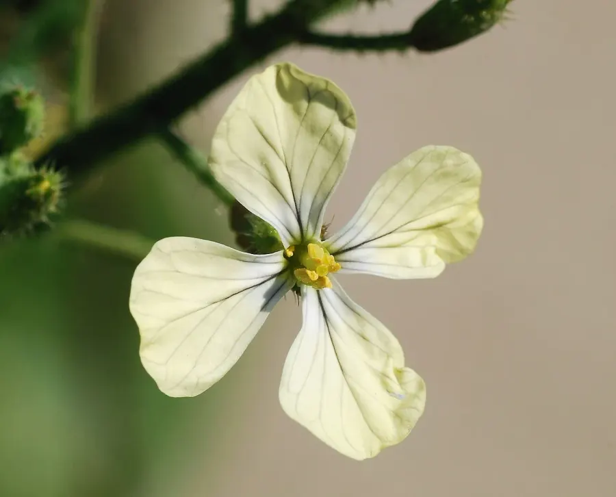 La carte Brassicaceae