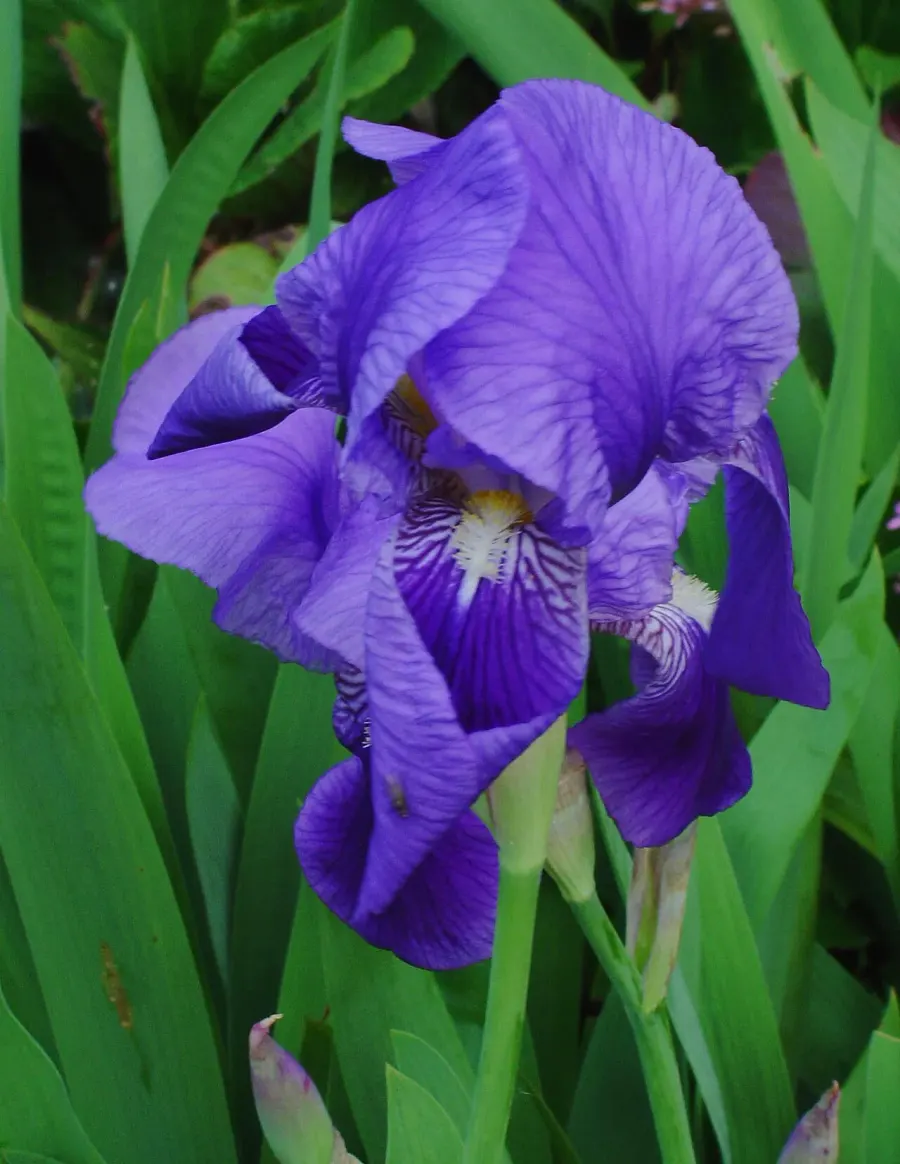 La carte Iris