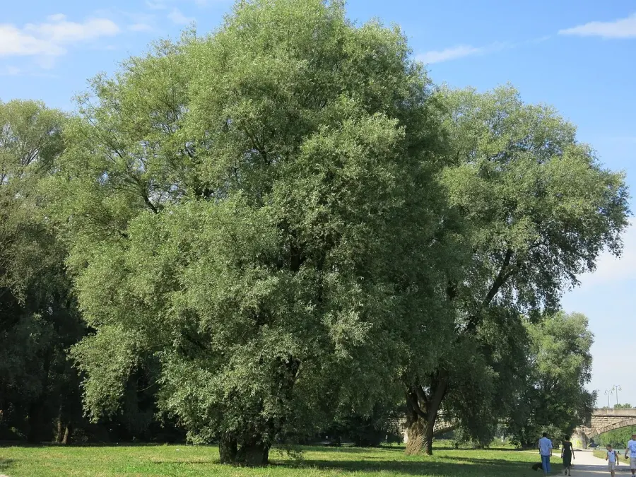 La carte Salix alba