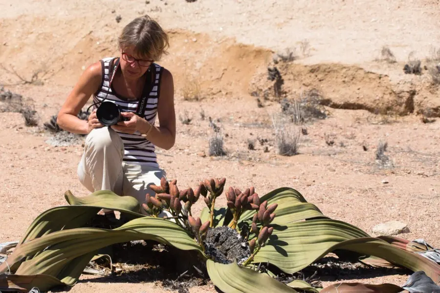 La carte Welwitschia mirabilis