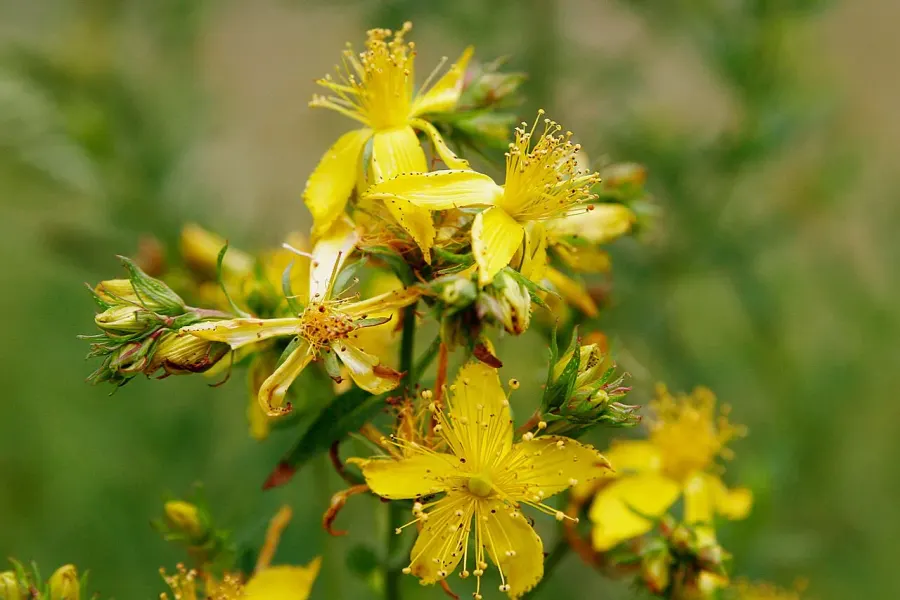 The Hypericum card