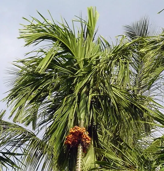 The Areca catechu card