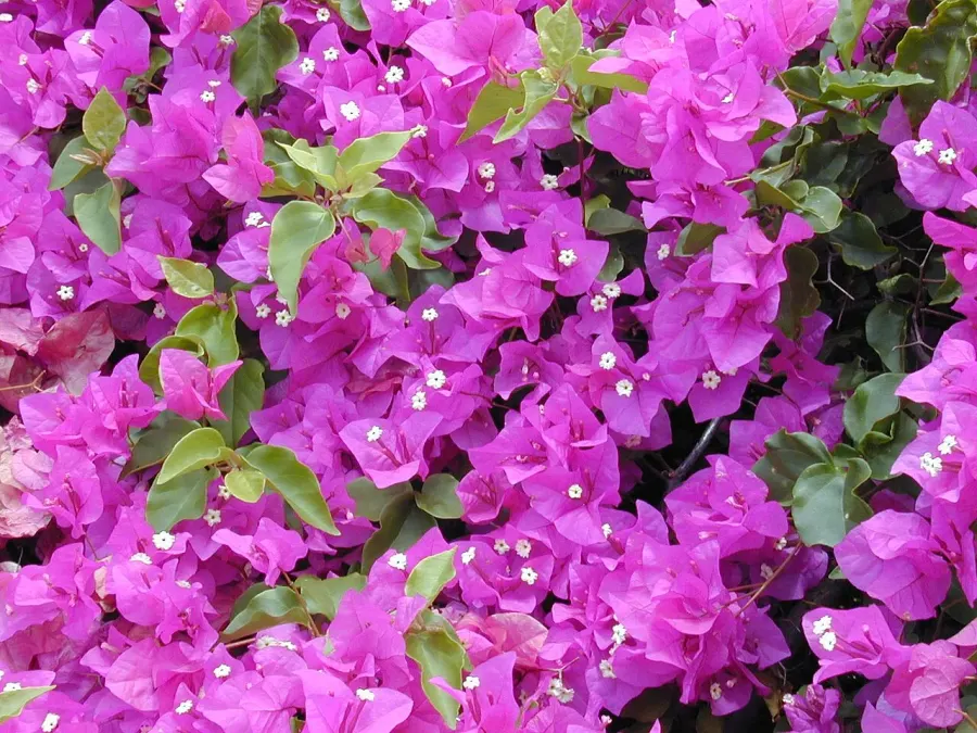 La carte Bougainvillea