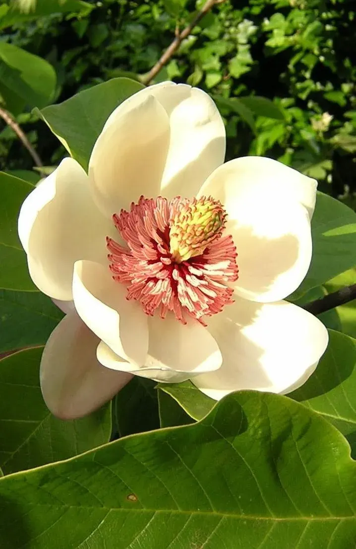 La carte Magnolia
