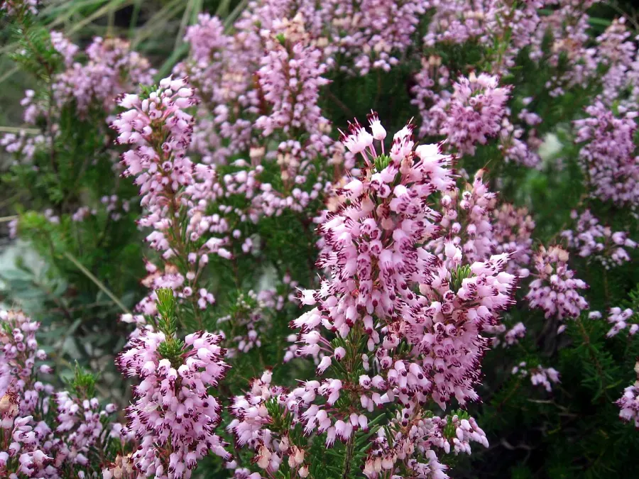 The Erica multiflora card