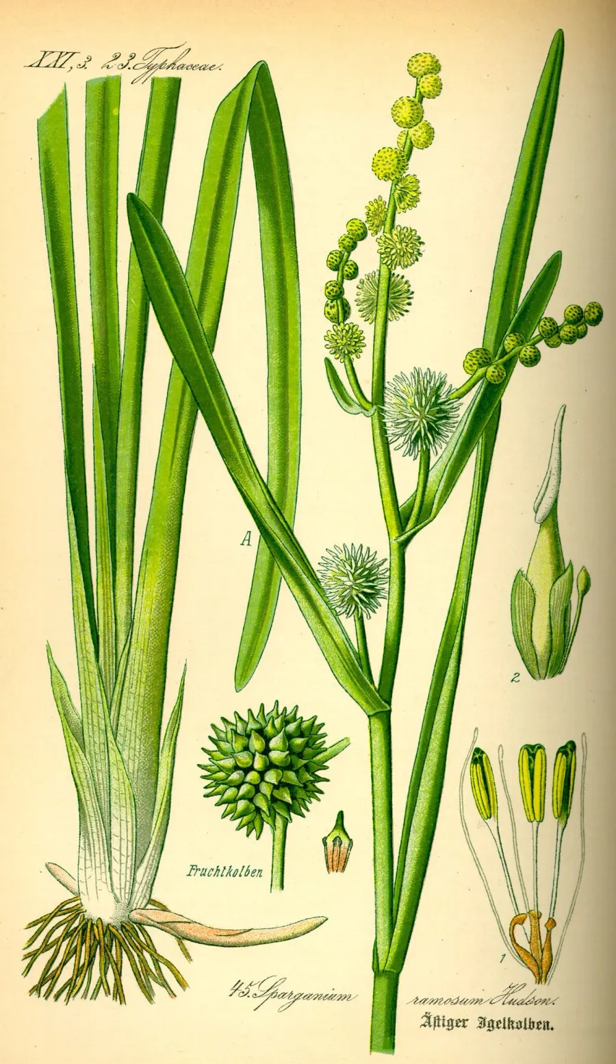 La carte Sparganiaceae