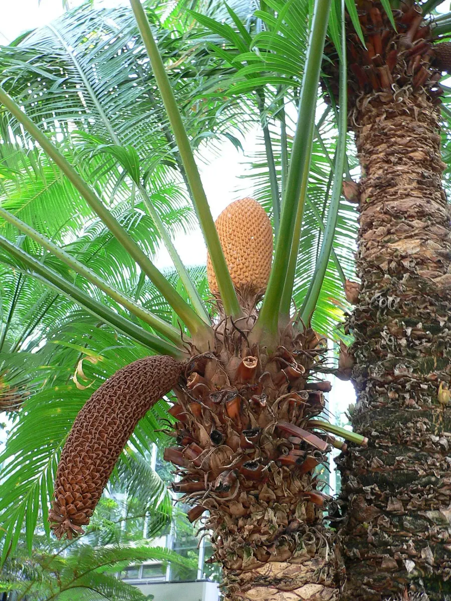 The Cycad card