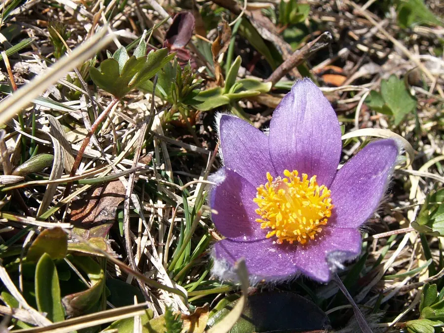 The Pulsatilla halleri card