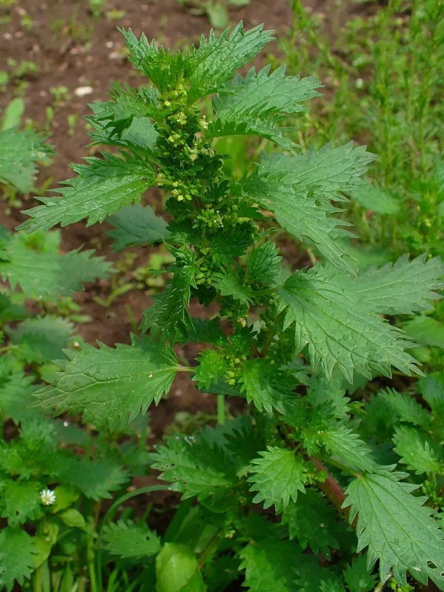 The Urtica urens card
