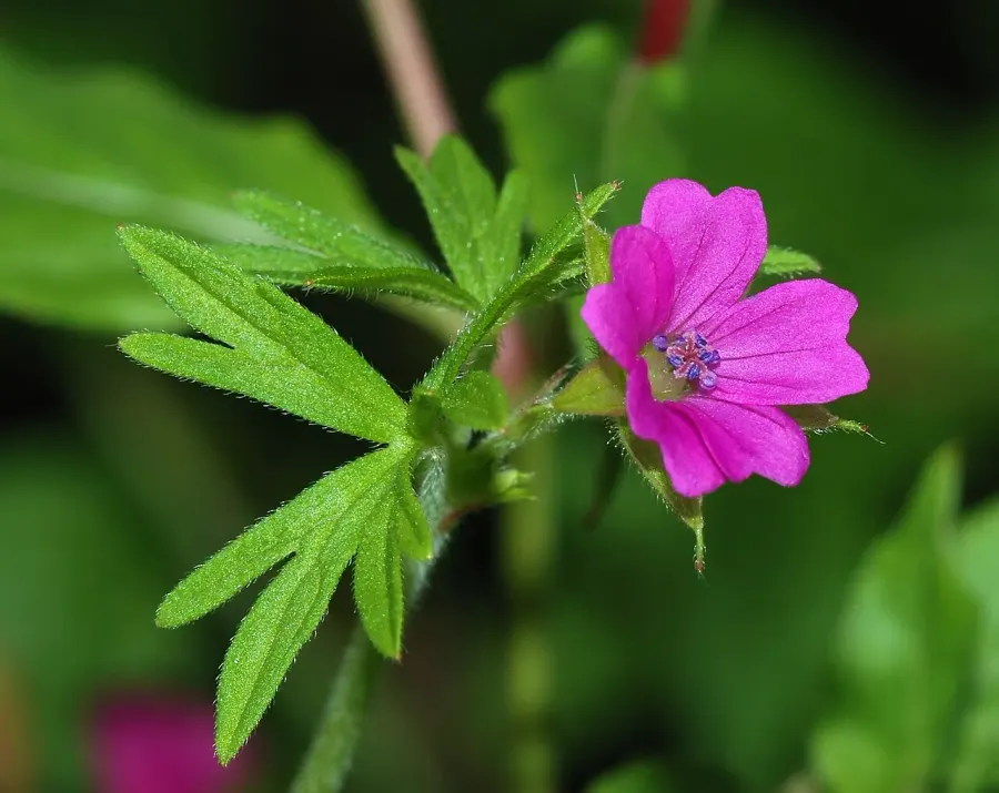 The Geranium card