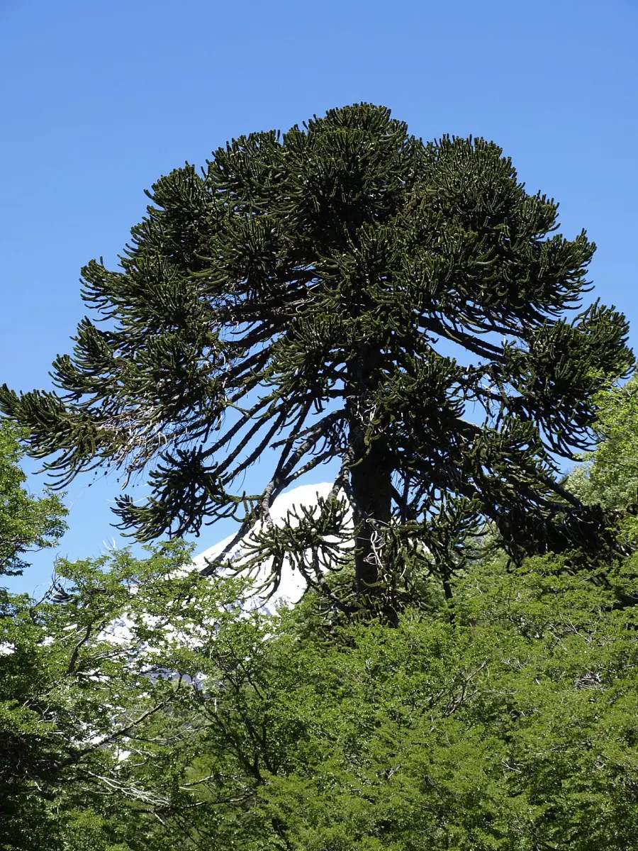 The Araucaria card