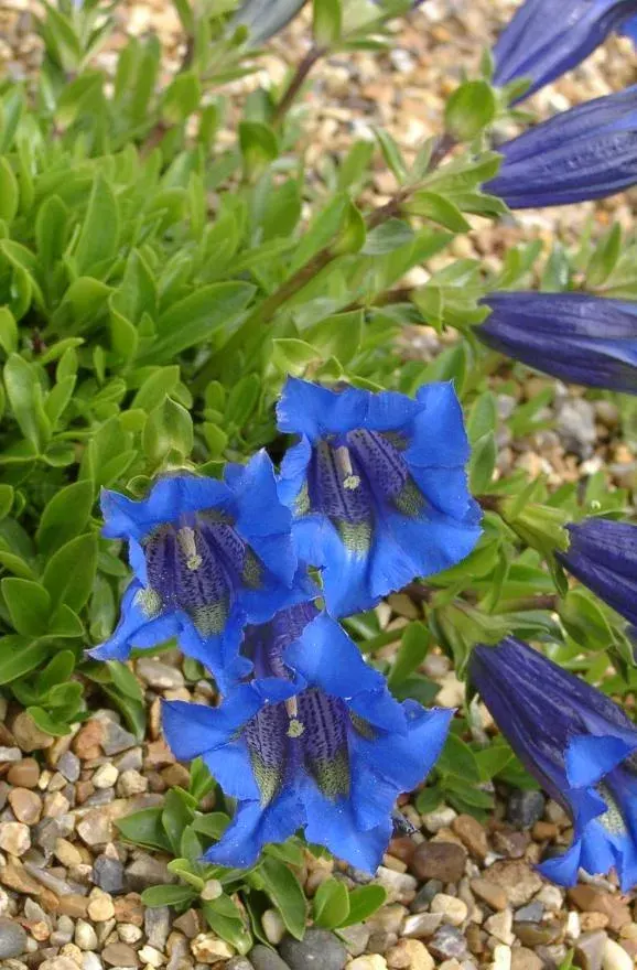 La carte Gentianaceae