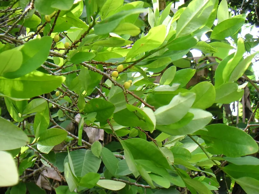 The Erythroxylaceae card