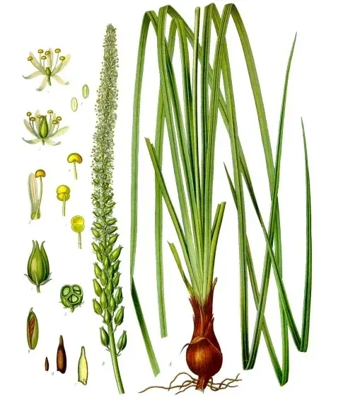 La carte Melanthiaceae