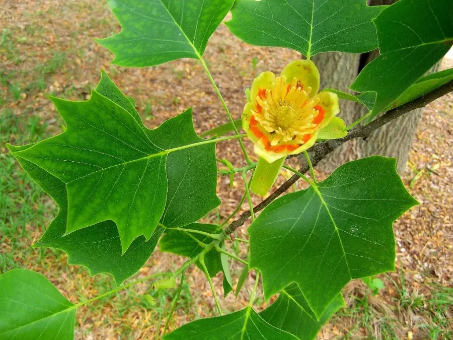 La carte Liriodendron