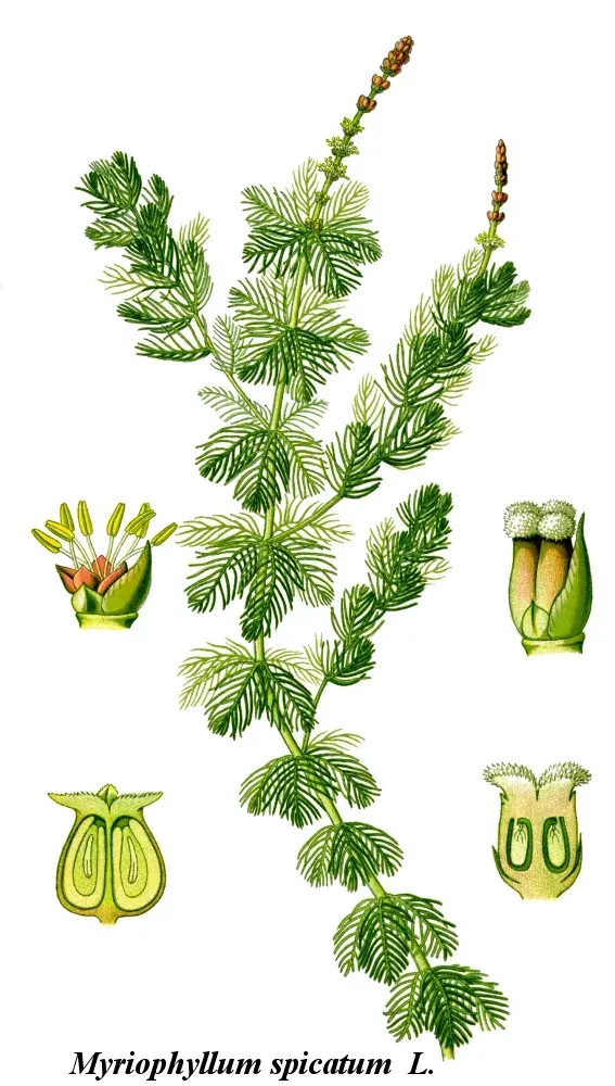 La carte Haloragaceae