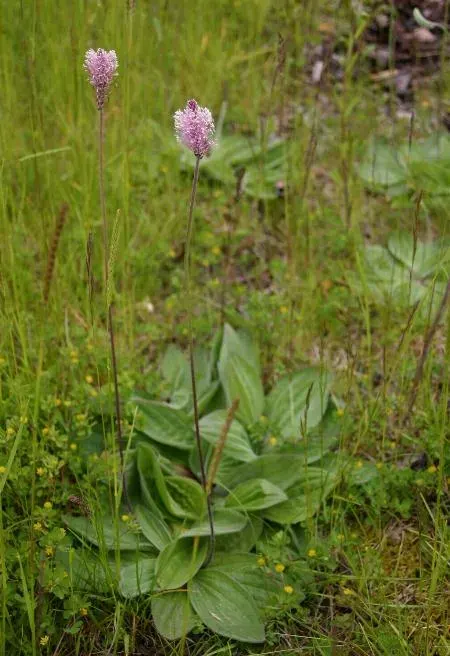 La carte Plantago media