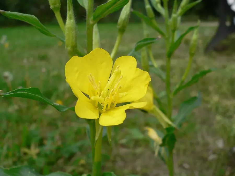 La carte Onagre bisannuelle