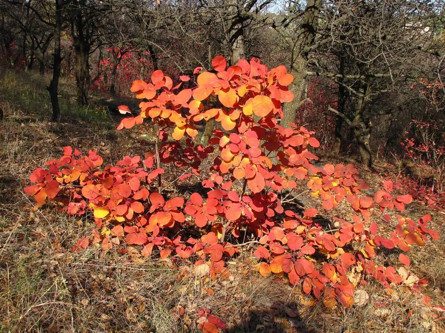 La carte Cotinus