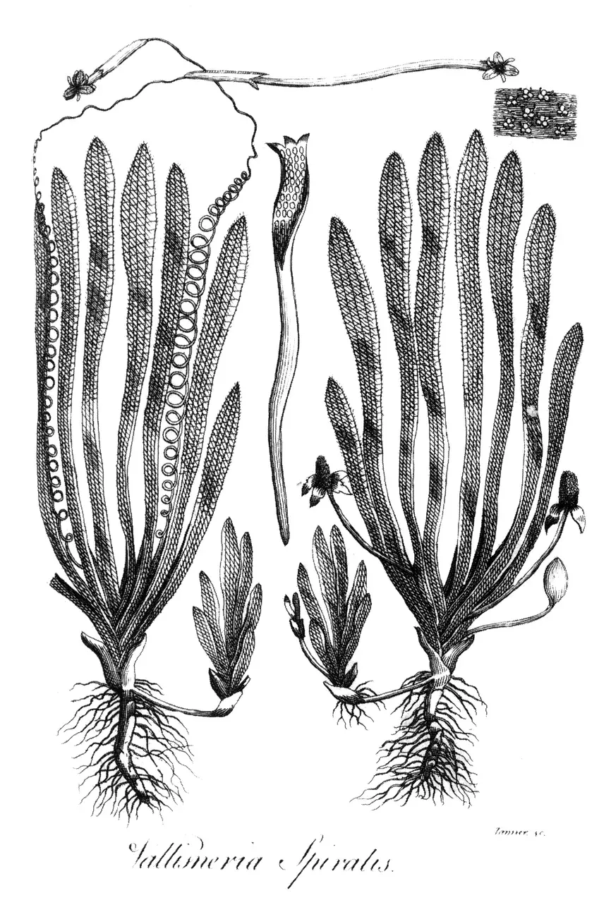 La carte Vallisneria