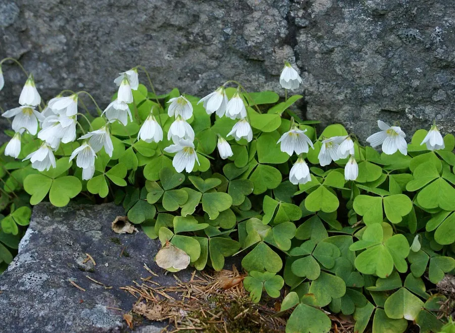 The Oxalis card