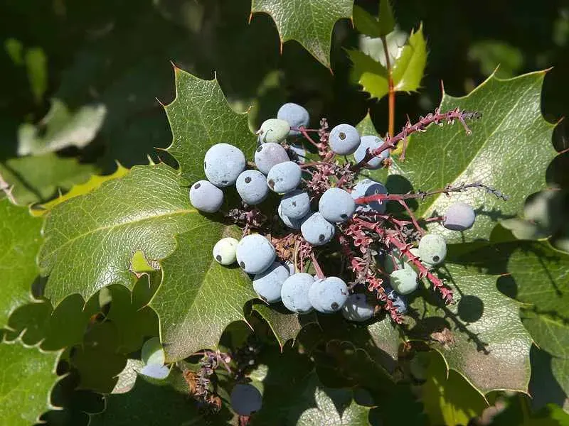 La carte Mahonia