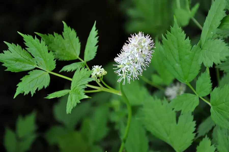 La carte Actaea spicata