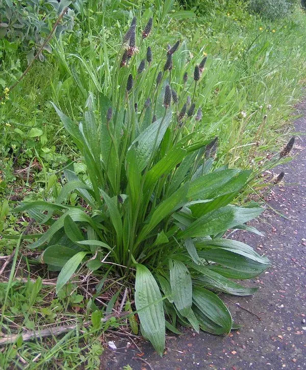 The Plantago lanceolata card