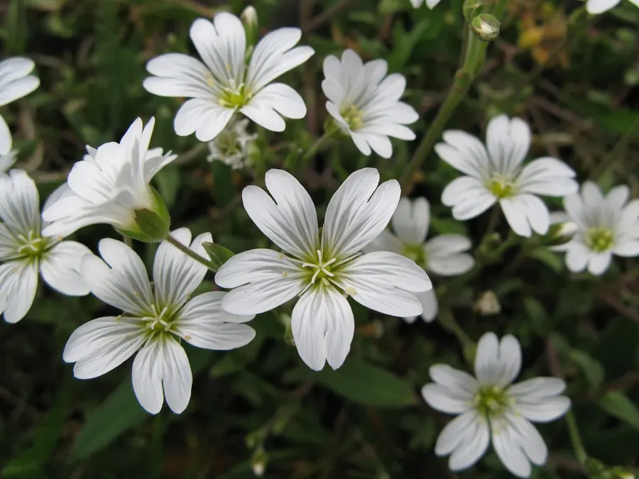 The Cerastium card