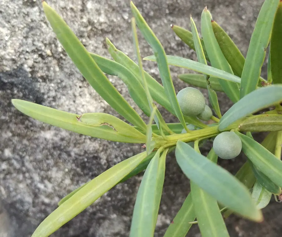 La carte Podocarpus