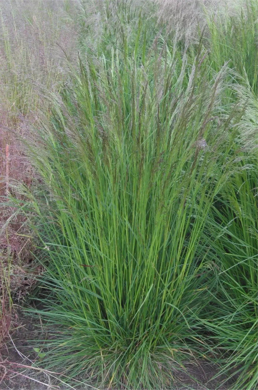 La carte Deschampsia