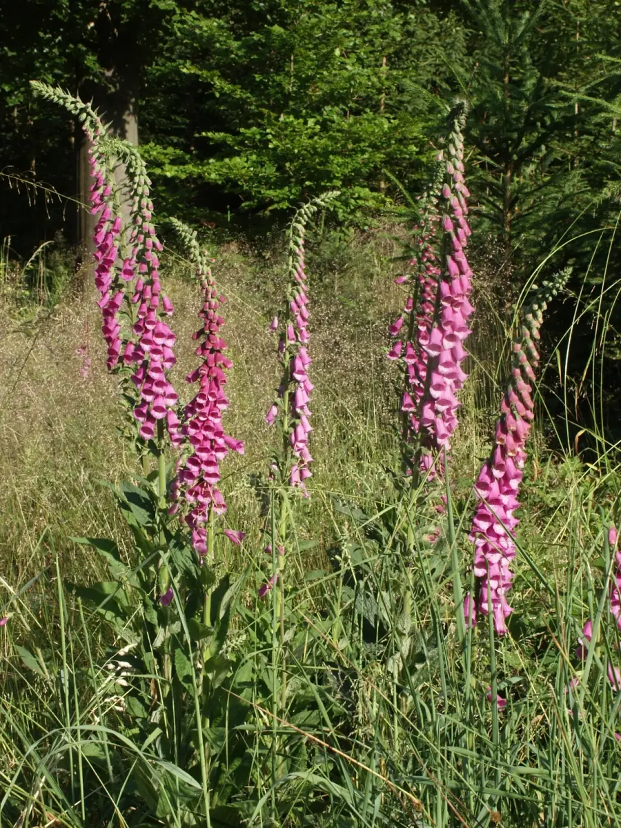 La carte Digitalis purpurea
