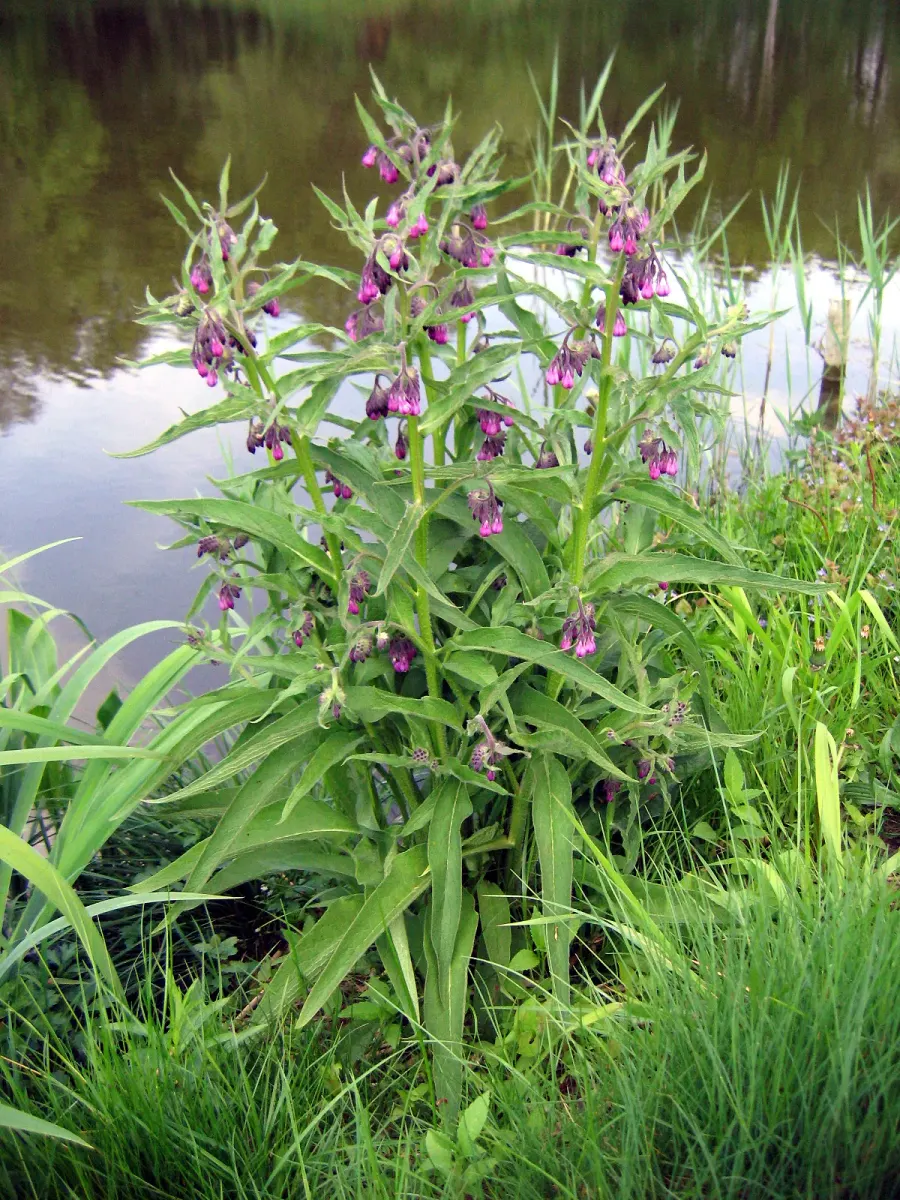 La carte Consoude officinale