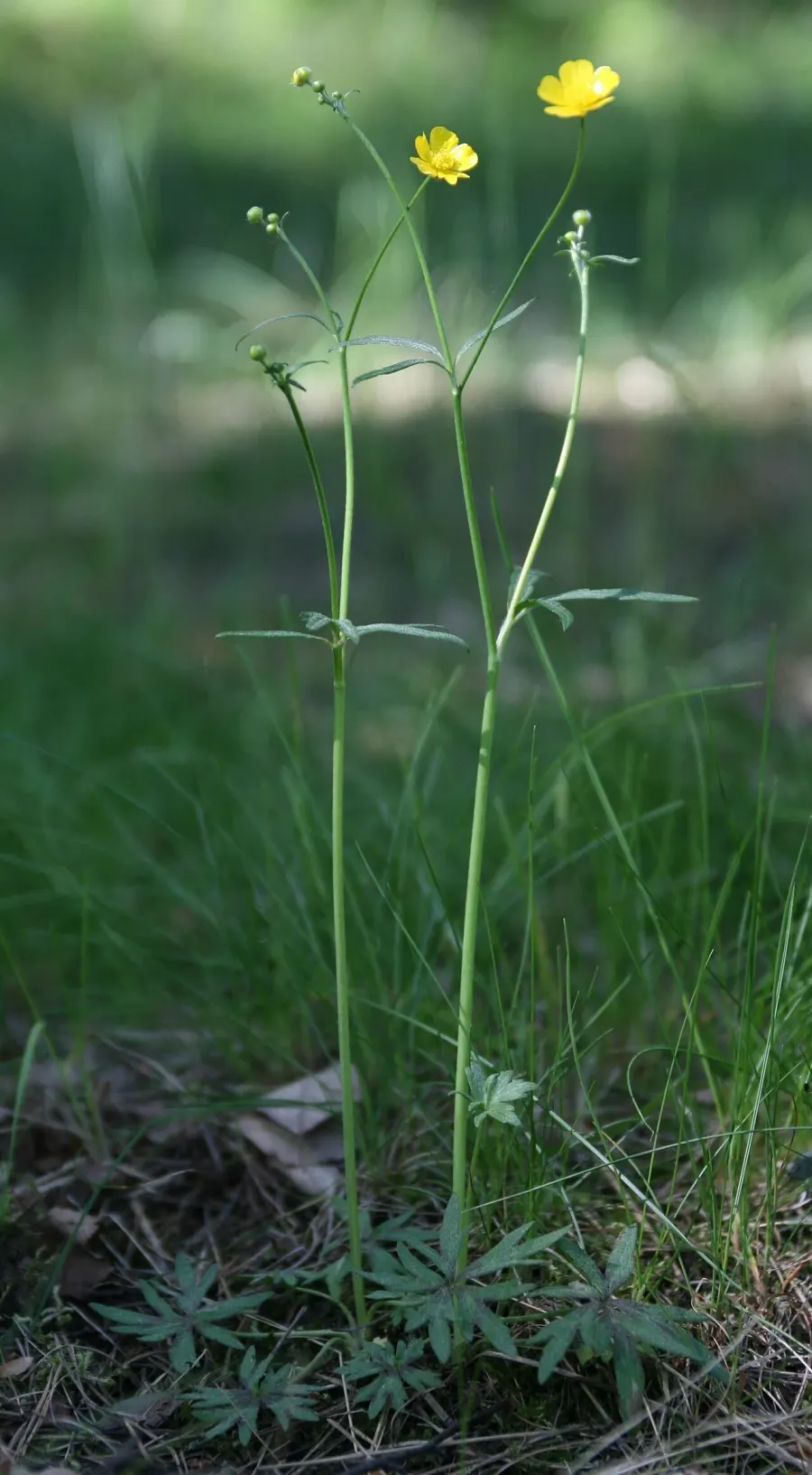 The Ranunculus acris card