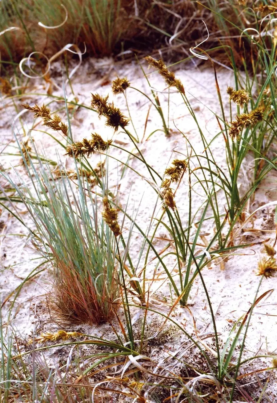 La carte Laîche des sables