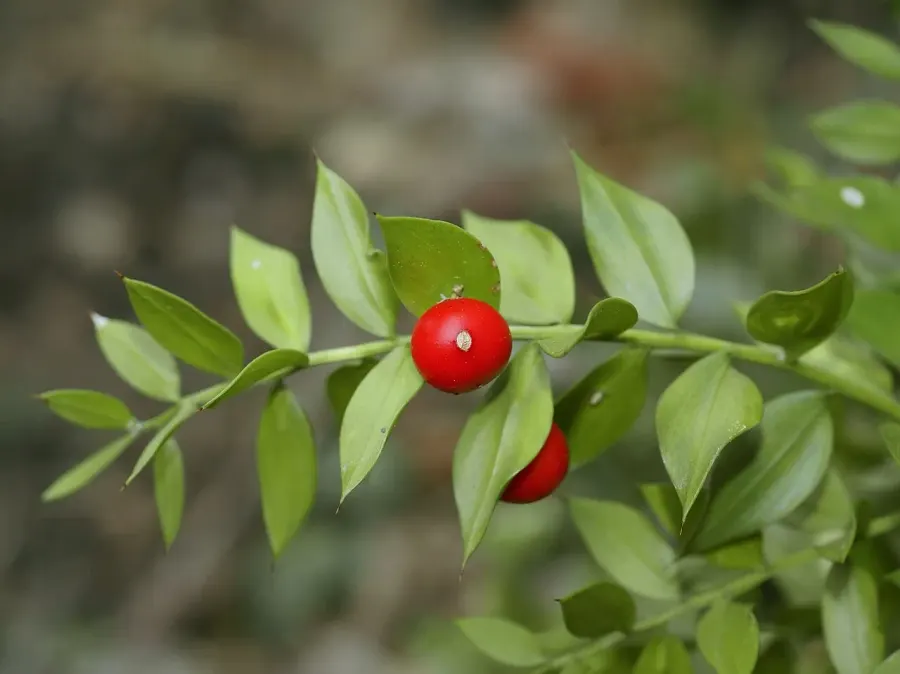 La carte Ruscus