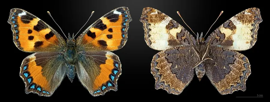The Small tortoiseshell card
