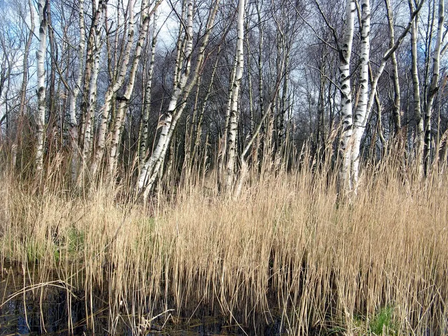 The Betula pubescens card