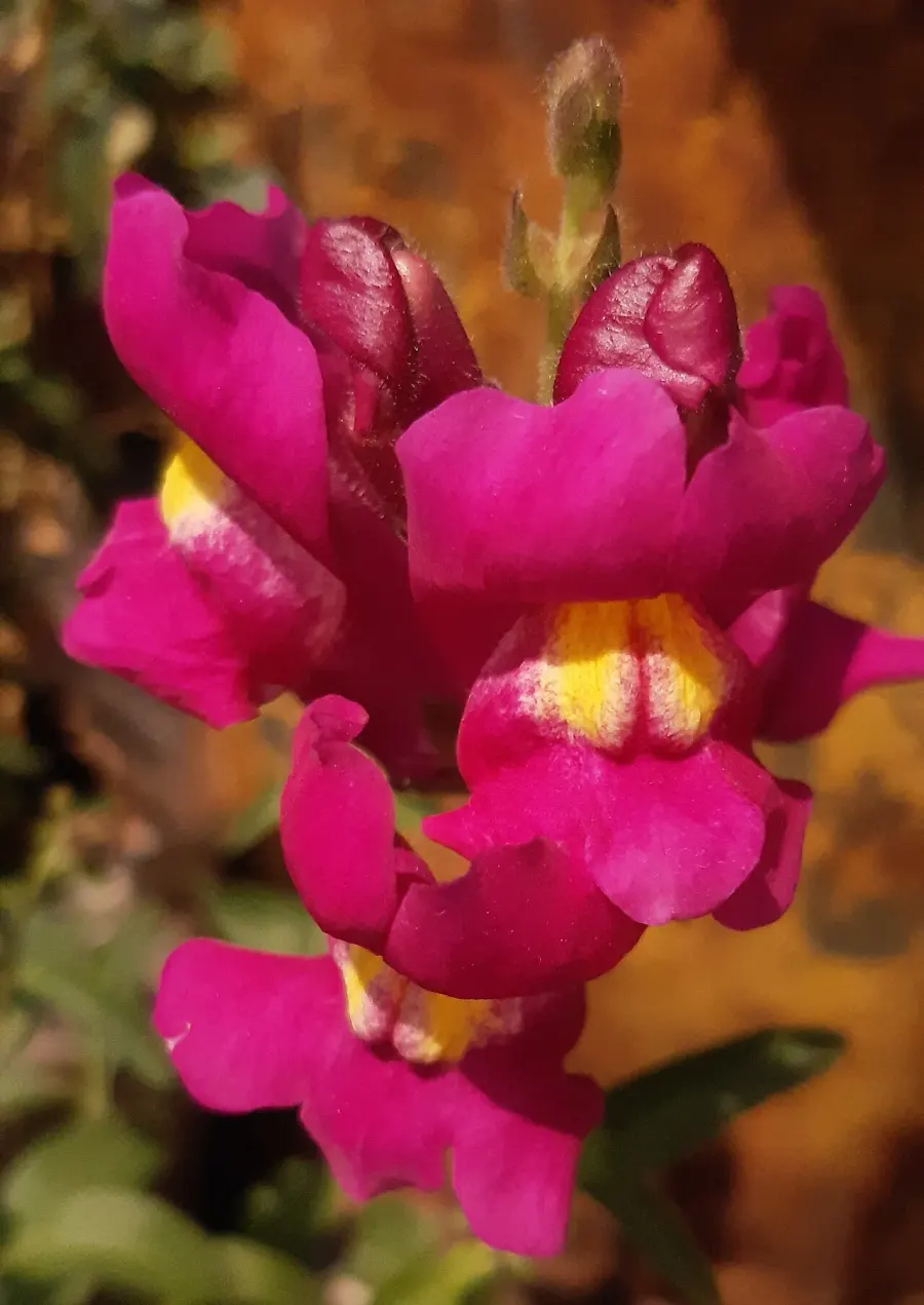 The Antirrhinum card