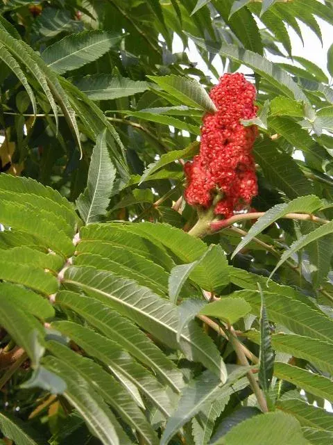 The Sumac card