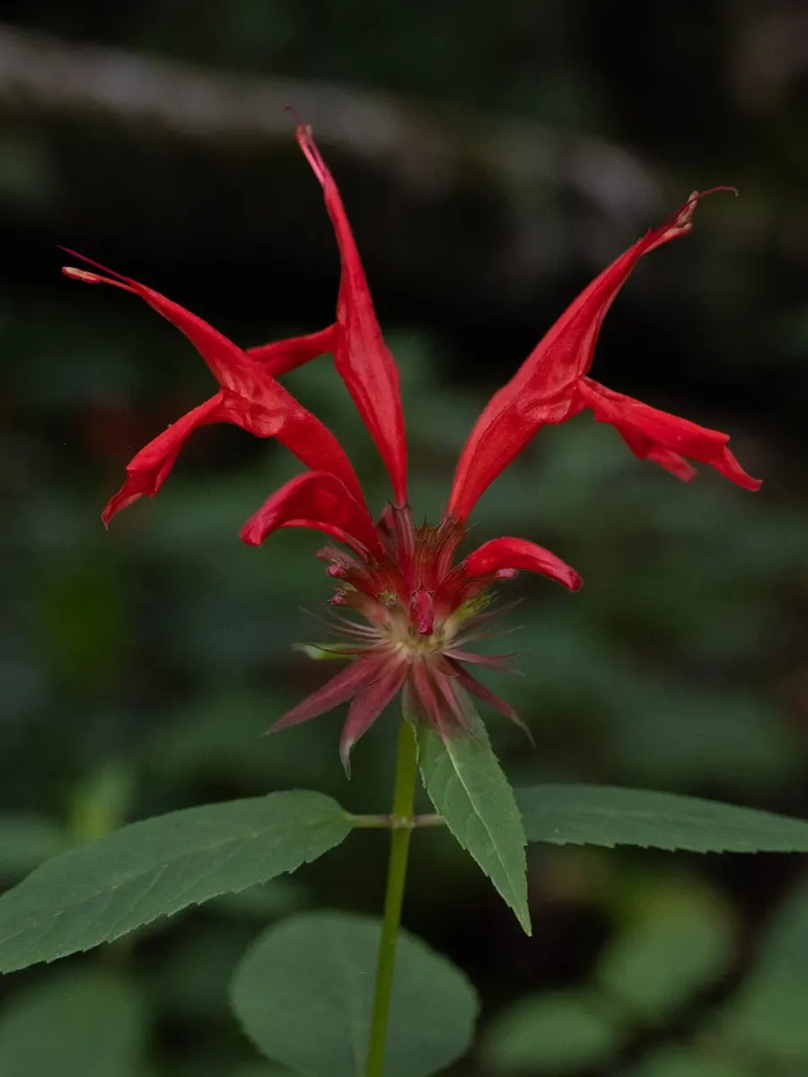 La carte Monarda