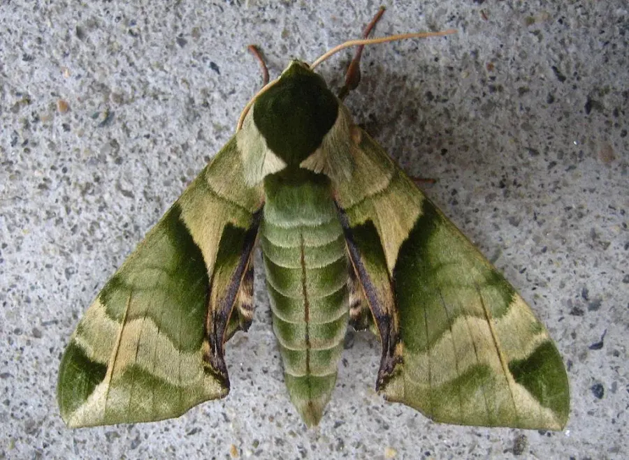 The Sphingidae card