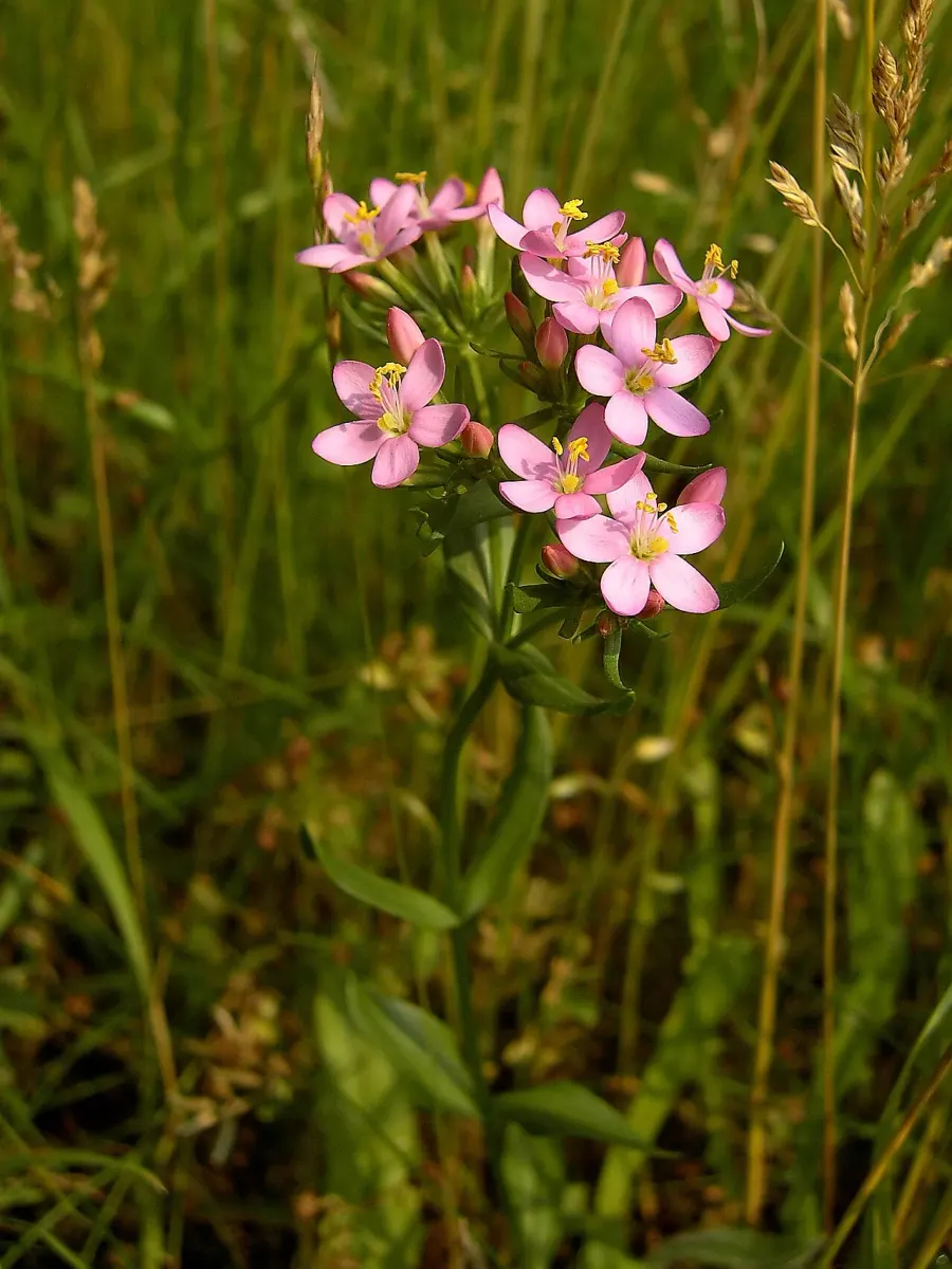 La carte Centaurium