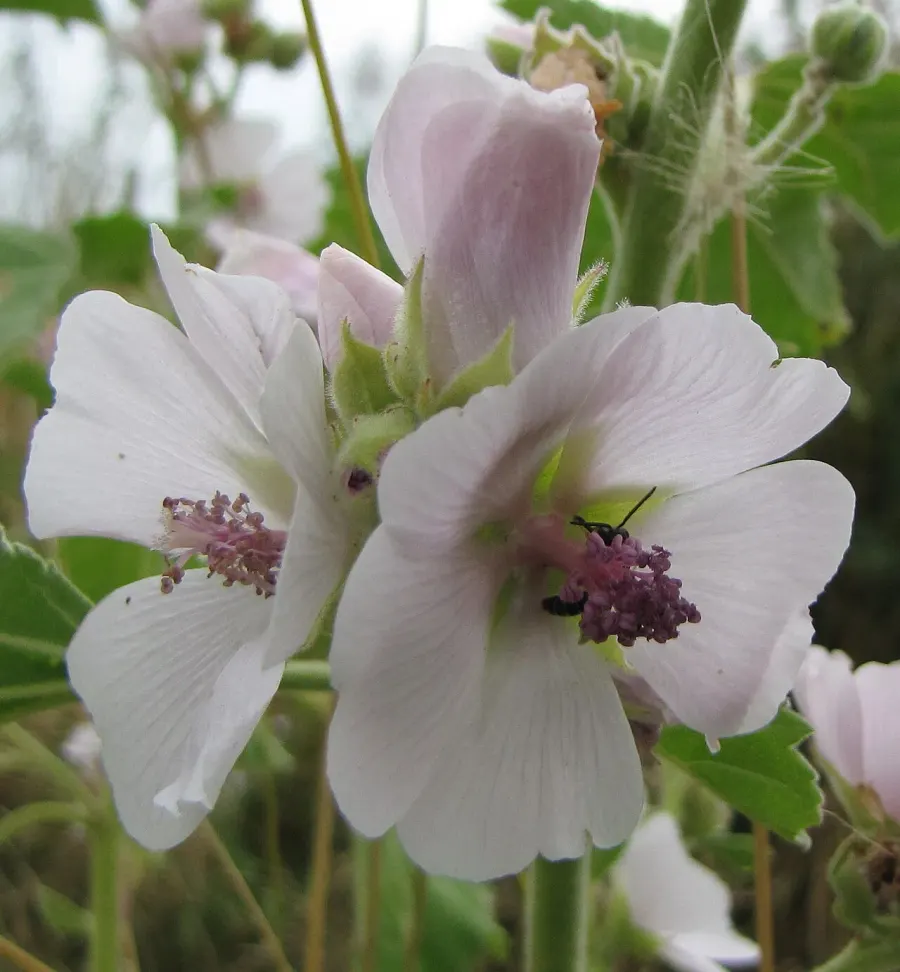 La carte Althaea