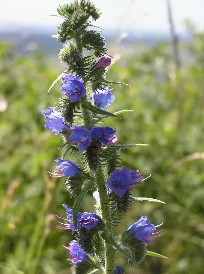 La carte Echium