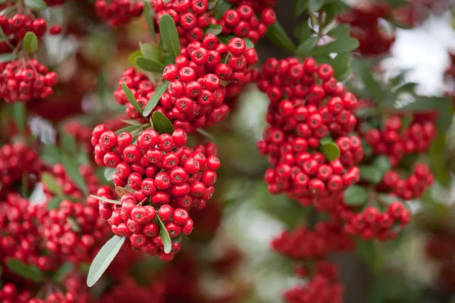 La carte Pyracantha
