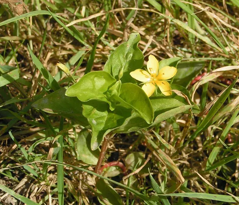 La carte Lysimachia